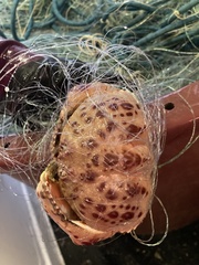 Calappa granulata