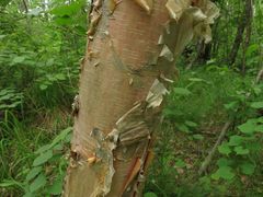 Betula costata