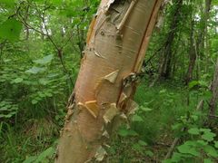 Betula costata