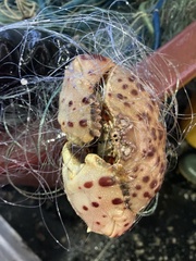 Calappa granulata