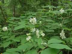 Philadelphus tenuifolius