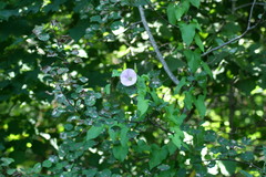 Calystegia sepium spectabilis