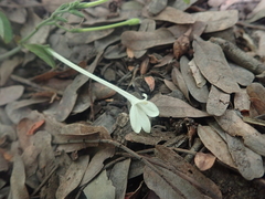 Rhinacanthus