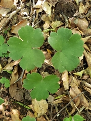 Hepatica transsilvanica