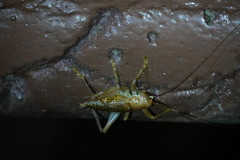 Ocellarnaca furcifera