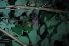 Hipposideros armiger