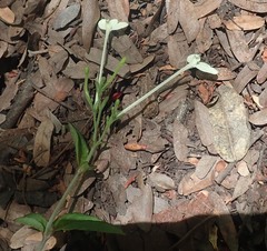 Rhinacanthus