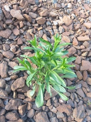 Erigeron acris droebachiensis
