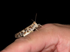 Dissosteira spurcata