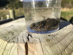 Gobiomorphus huttoni