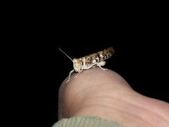 Dissosteira spurcata