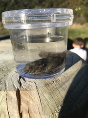 Gobiomorphus huttoni