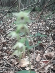 Epipactis leptochila