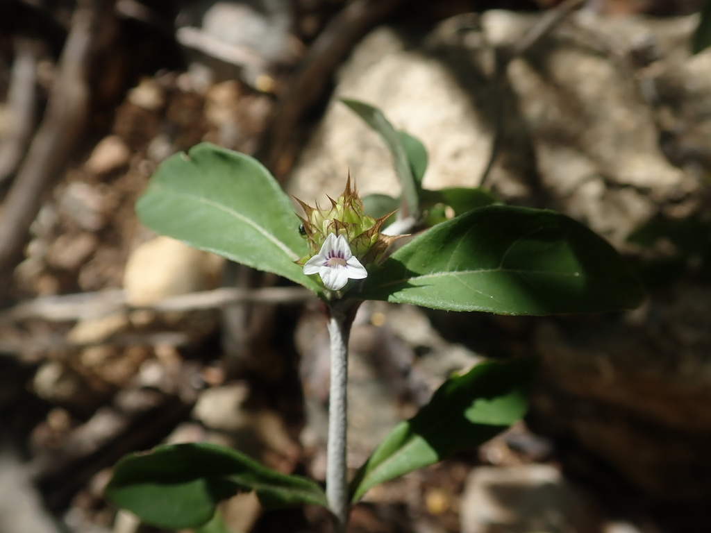 Neuracanthus pedalis