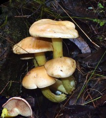 Cortinarius memoria-annae