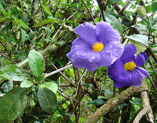 Blue Glory Vine (Thunbergia battiscombei)