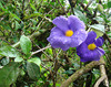 Thunbergia battiscombei - Photo (c) Dick Culbert, some rights reserved (CC BY)