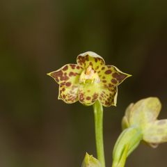 Bentham's Sun Orchid (Thelymitra benthamiana)