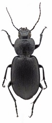 Licinus depressus