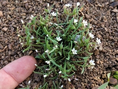 Claytonia exigua