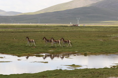 Equus kiang