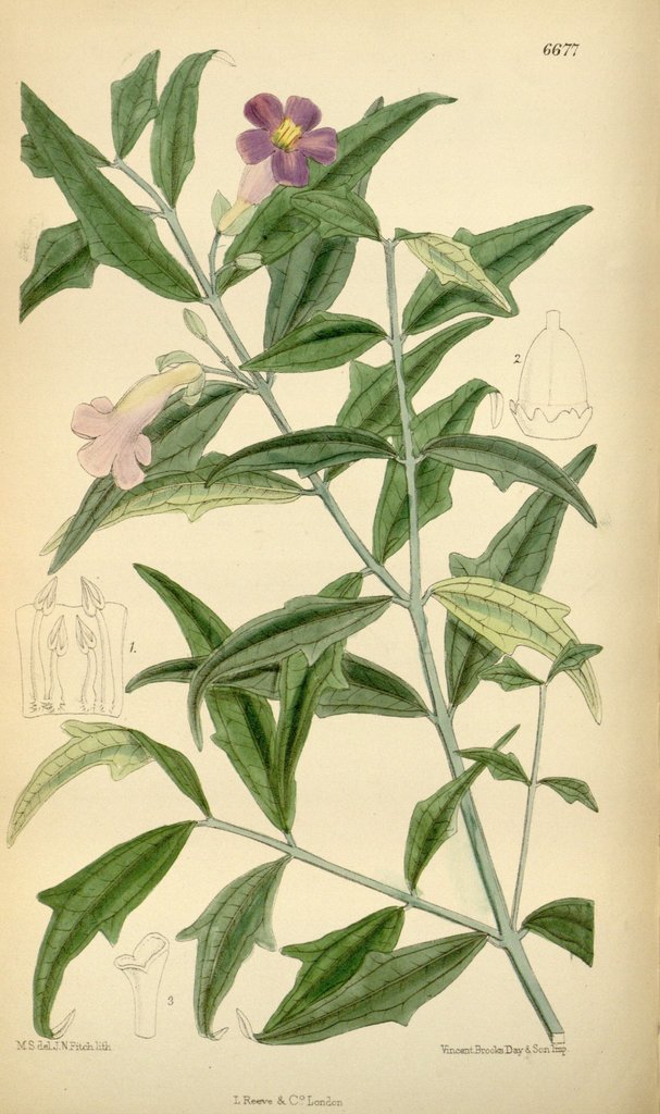 Thunbergia kirkii