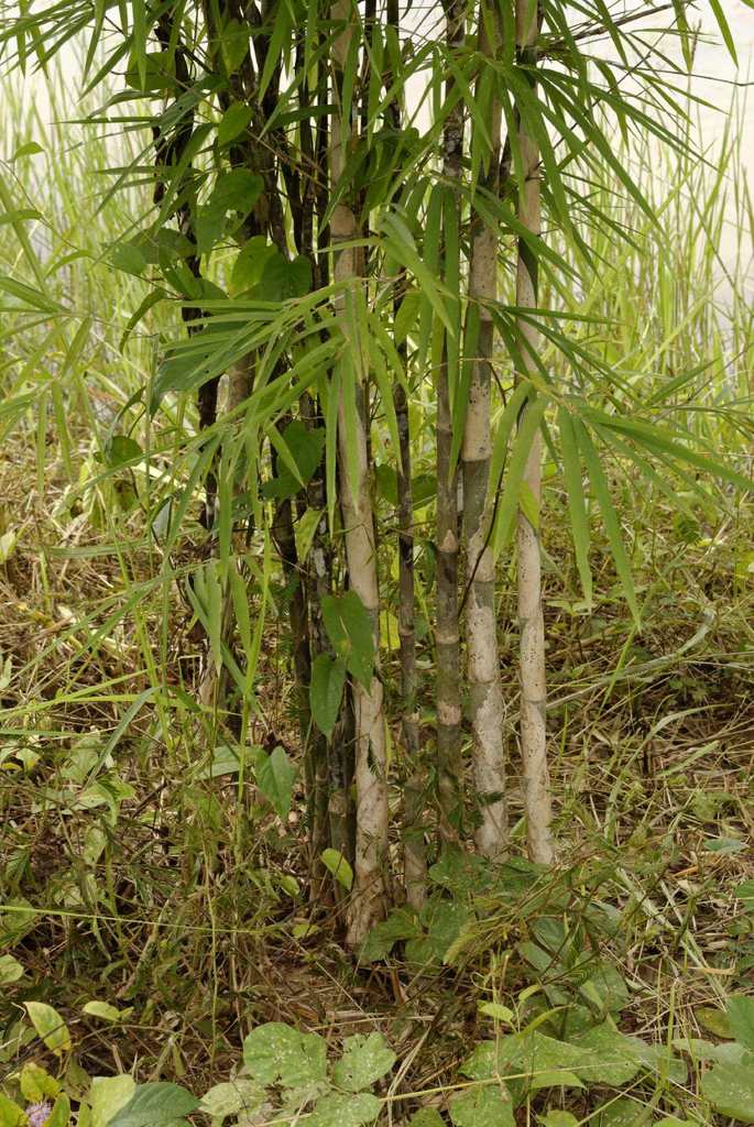 Tầm vông rừng (Thyrsostachys siamensis)