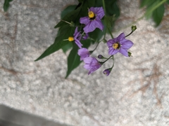 Solanum septemlobum