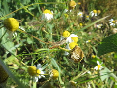 Chorthippus macrocerus