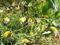 Chorthippus macrocerus