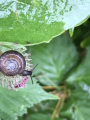 Trochulus striolatus