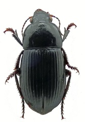 Harpalus serripes