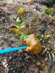 Leathesia marina