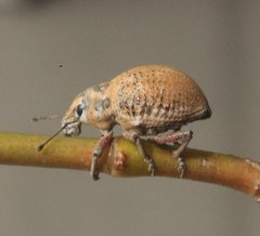 Catasarcus rugulosus