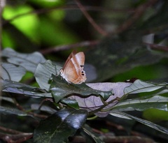 Abisara savitri