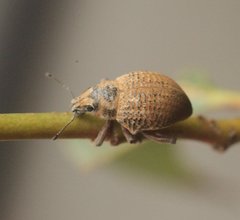 Catasarcus rugulosus