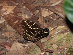 Lexias canescens