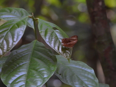 Abisara savitri