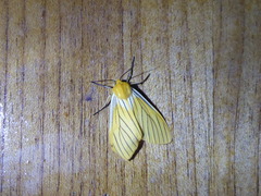 Pseudischnocampa nervosa