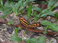 Pantoporia paraka