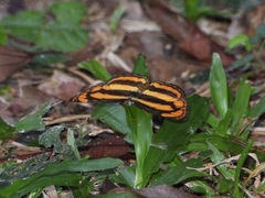 Pantoporia paraka