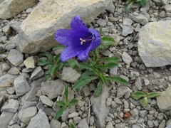 Campanula alpestris