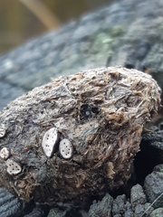 Poronia erici