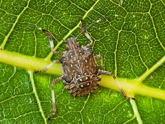 Halyomorpha halys