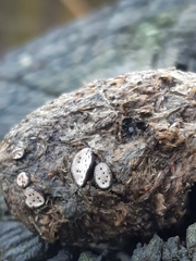 Poronia erici