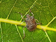 Halyomorpha halys