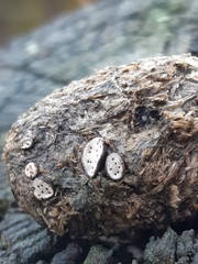 Poronia erici