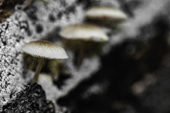 Pluteus semibulbosus