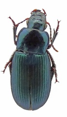 Harpalus honestus