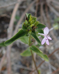 Oplonia